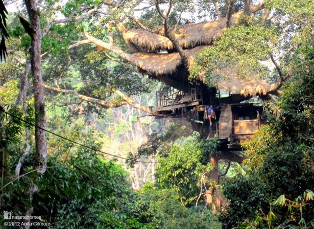 treehouses3